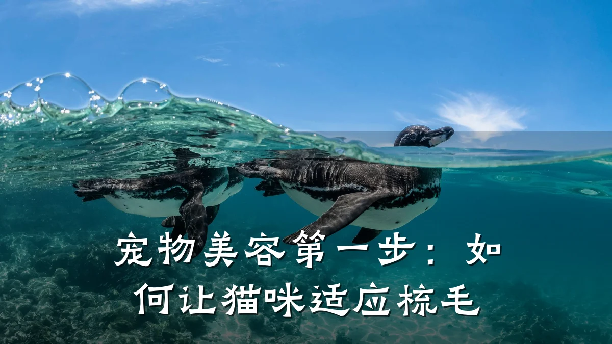 宠物美容第一步：如何让猫咪适应梳毛