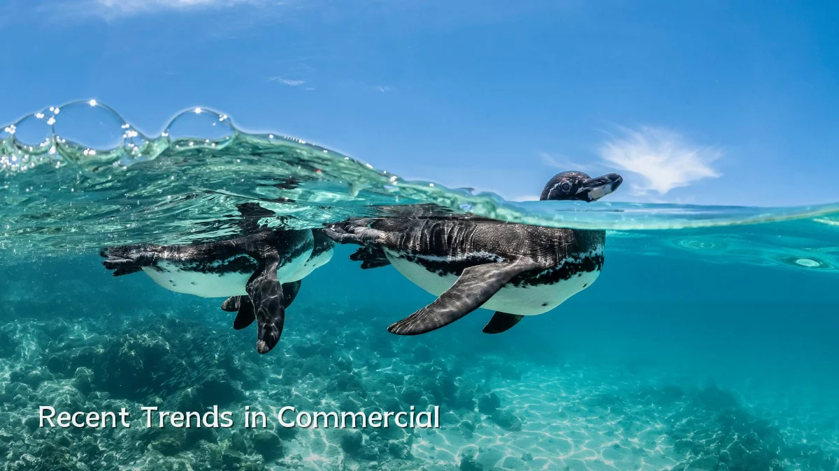 Recent Trends in Commercial